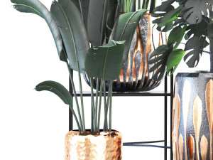 Houseplants for the interior 03 3Dモデル