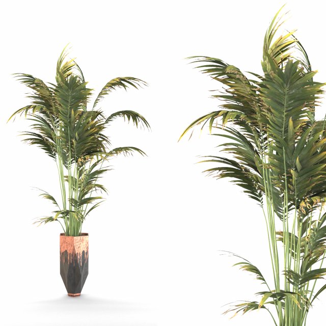 Indoor plant set 1 3D Model .c4d .max .obj .3ds .fbx .stl .blend 