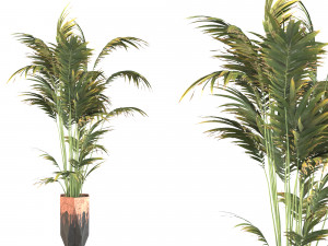 Indoor plant set 1 3D Model