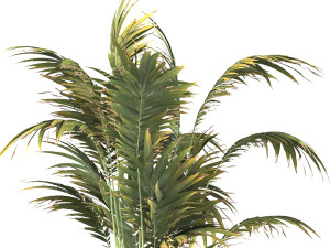 Indoor plant set 1 3D Model