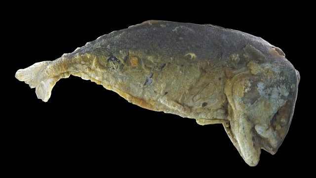 mackerel fried 3D Model .c4d .max .obj .3ds .fbx .stl .blend 