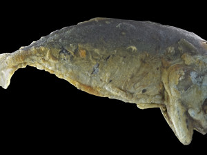 mackerel fried Modelo 3D