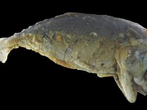 mackerel fried 3D Model