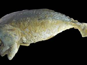mackerel fried 3D Model