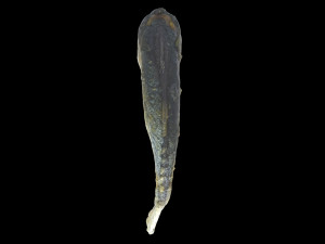 mackerel fried 3D Model