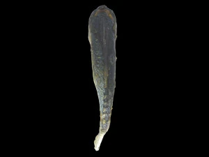 mackerel fried 3D Model