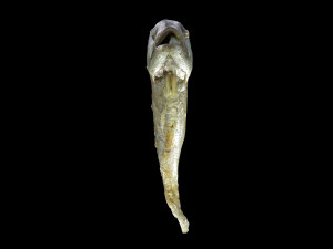 mackerel fried 3D Model