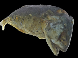 mackerel fried 3D Model