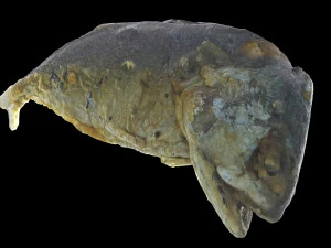 mackerel fried 3D Model