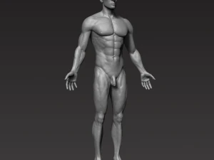 anatomically correct muscular male body low and high poly low-poly 3D Model