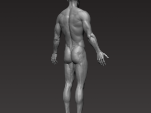 anatomically correct muscular male body low and high poly low-poly Modelo 3D