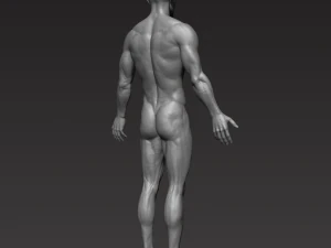 anatomically correct muscular male body low and high poly low-poly 3D Model