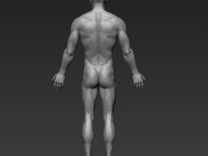 anatomically correct muscular male body low and high poly low-poly 3D Model