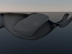 seal 3D Model