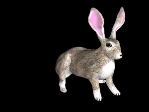 hare 3D Model