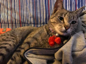 evcil hayvan etiketi ve evcil hayvan takı kombinasyonu 3D Baskı Modeli