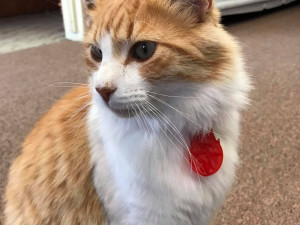 pet tag and pet jewelry combo 3D Print Model