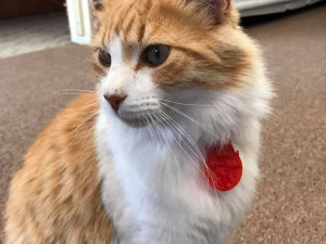 evcil hayvan etiketi ve evcil hayvan takı kombinasyonu 3D Baskı Modeli