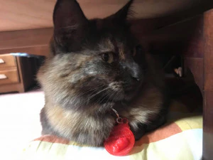 evcil hayvan etiketi ve evcil hayvan takı kombinasyonu 3D Baskı Modeli