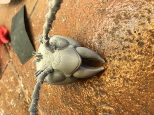 murdering asian hornet sculpture 3Dプリントモデル