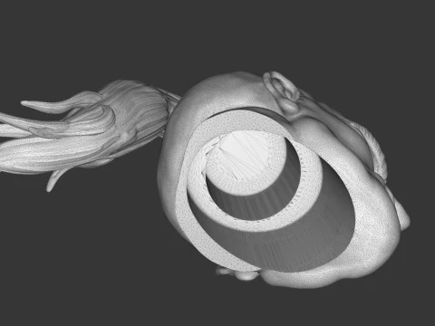 Hawaiian Warrior Head 3D Print Model