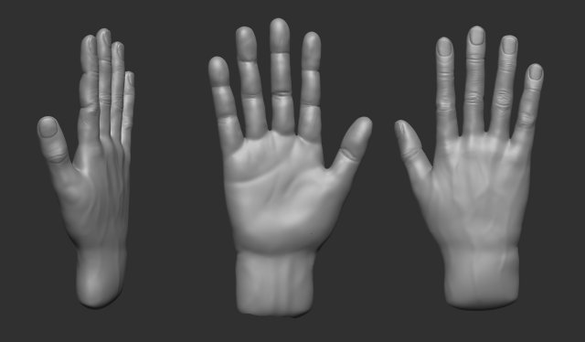 model of a hand in a pose for rigging 3D Model .c4d .max .obj .3ds .fbx .stl .blend 