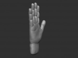 model of a hand in a pose for rigging 3D Model