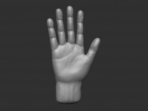 model of a hand in a pose for rigging 3D Model