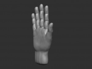 model of a hand in a pose for rigging 3D Model