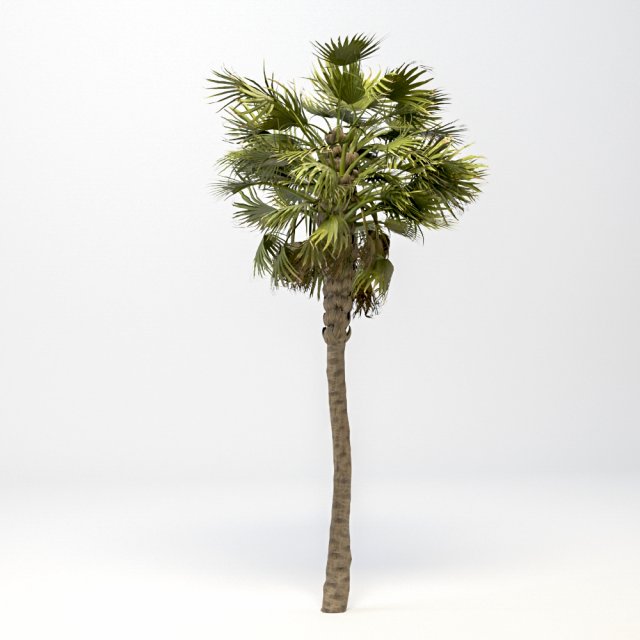 washingtonia robusta palm 3Dモデル .c4d .max .obj .3ds .fbx .stl .blend
