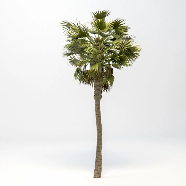 palmeira robusta washingtonia Modelo 3D .c4d .max .obj .3ds .fbx .stl .blend 