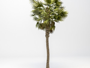 washingtonia robusta palm 3D Model