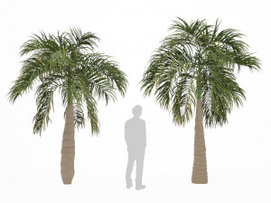 bottle palm tree set 3D मॉडल