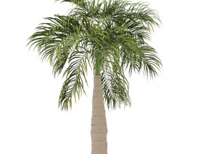 bottle palm tree set 3D-Modell