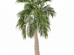bottle palm tree set 3D-Modell
