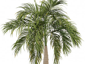 bottle palm tree set 3D-Modell