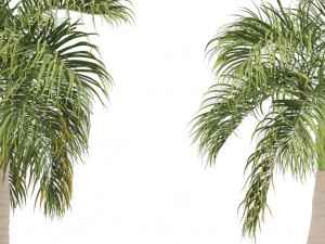 bottle palm tree set 3D-Modell