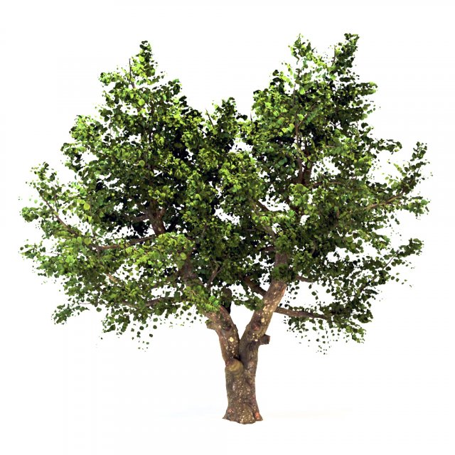 apple tree - malus domestica - pirus malus 3D 모델 .c4d .max .obj .3ds .fbx .stl .blend 