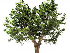 apple tree - malus domestica - pirus malus 3D Model