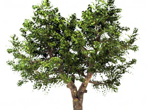 яблуня - malus domestica - pirus malus 3D Модель