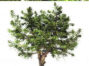 apple tree - malus domestica - pirus malus 3D 모델