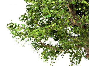 apple tree - malus domestica - pirus malus 3D 모델