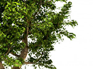 apple tree - malus domestica - pirus malus 3D 모델