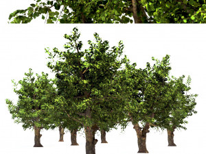 apple tree - malus domestica - pirus malus 3D 모델