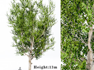 silver birch tree - betula pendula Modelo 3D