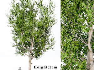 betulla argentata - betula pendula Modello 3D