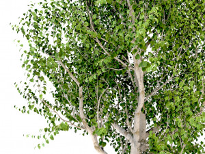 silver birch tree - betula pendula Modelo 3D