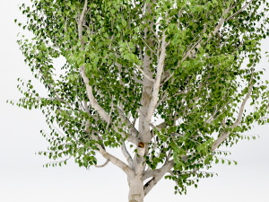 silver birch tree - betula pendula Modelo 3D