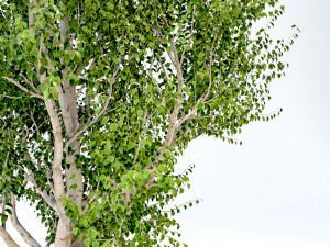 silver birch tree - betula pendula Modelo 3D