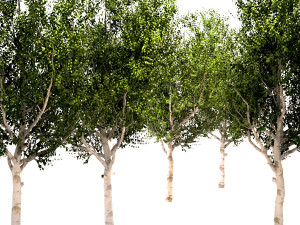 silver birch tree - betula pendula Modelo 3D